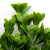 Трава искусственная -1, шт (эвкалипт лист 32 см/8 см)				 - купить в Нижневартовске. Цена: 169.93 руб.
